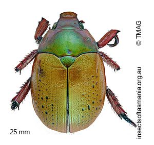 Anoplognathus olivieri