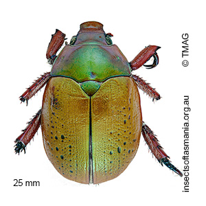 Anoplognathus olivieri