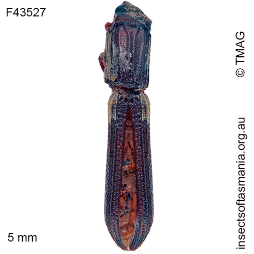 Species image