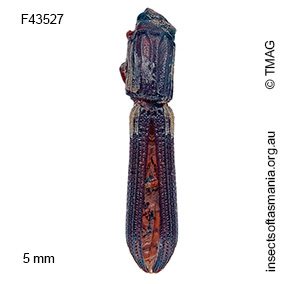 Bitoma occidentalis
