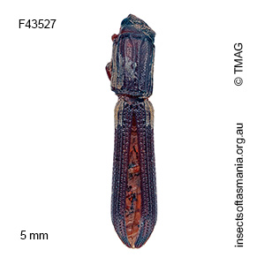 Bitoma occidentalis