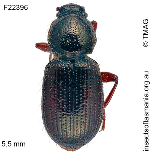 Species image