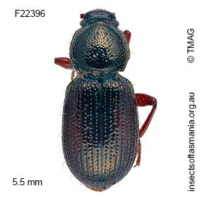 Brycopia globicollis