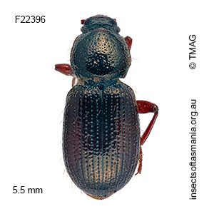 Brycopia globicollis