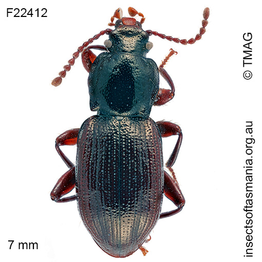 Species image