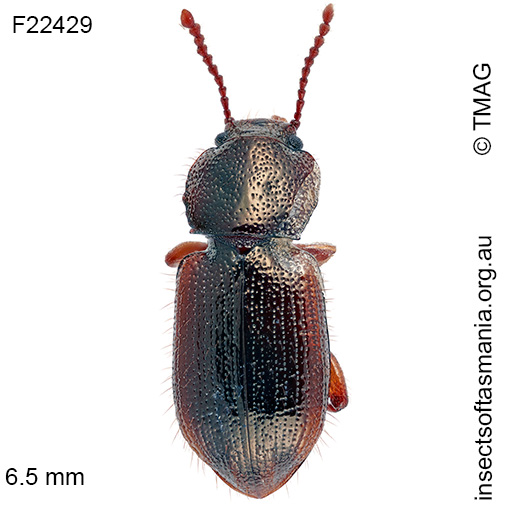 Species image