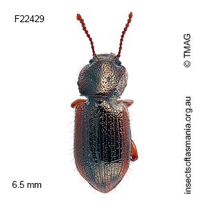 Brycopia picta