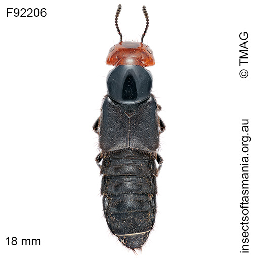 Species image