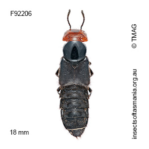 Creophilus erythrocephalus