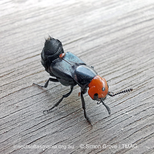 Species image