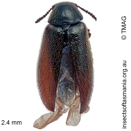 Species image