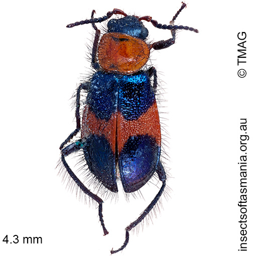Species image