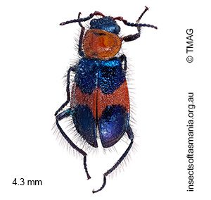 Dicranolaius cinctus