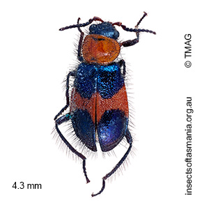 Dicranolaius cinctus