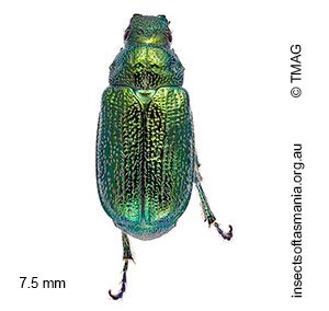 Diphucephala smaragdula