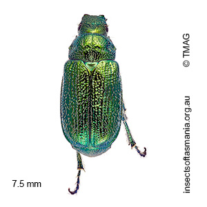 Diphucephala smaragdula