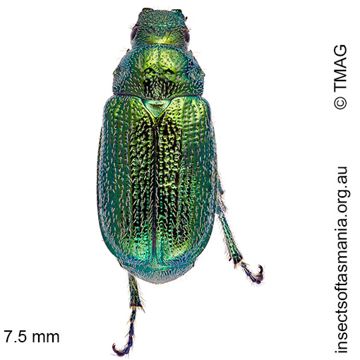Species image