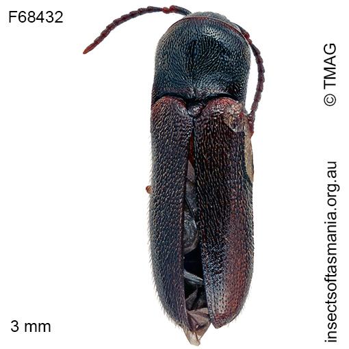 Species image
