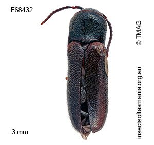 Dirrhaginae unplaced MUONA sp 02