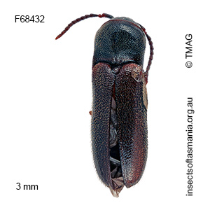 Dirrhaginae unplaced MUONA sp 02