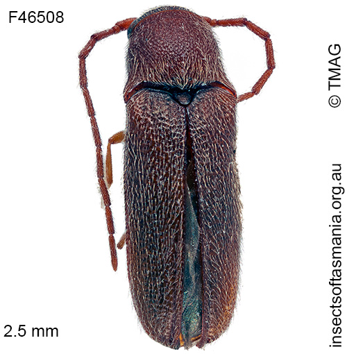 Species image