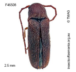 Dirrhaginae unplaced MUONA sp 03