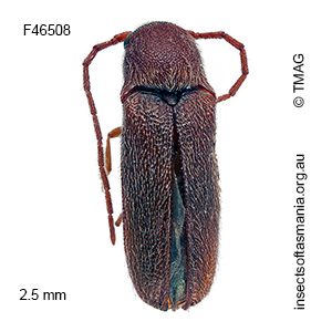Dirrhaginae unplaced MUONA sp 03