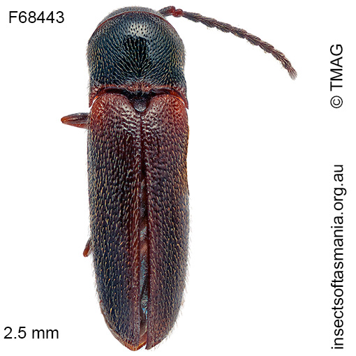 Species image