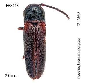 Dirrhaginae unplaced MUONA sp 01