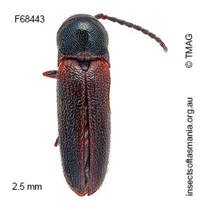 Dirrhaginae unplaced MUONA sp 04