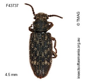 Docalis funerosa