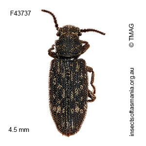 Docalis funerosa