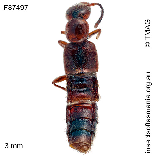Species image