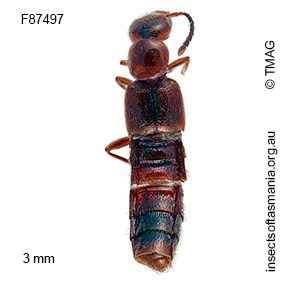 Drepanomastax nitida