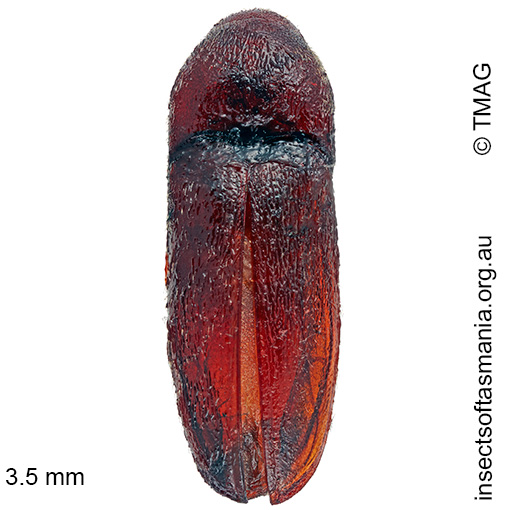 Species image