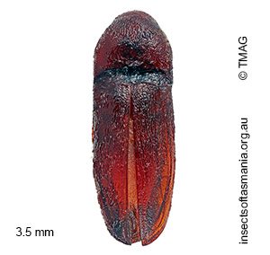 Dromaeolus MUONA sp 01