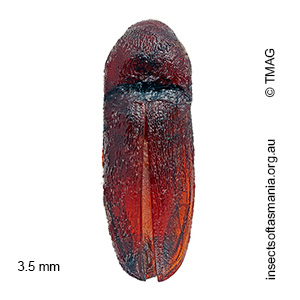 Dromaeolus MUONA sp 01