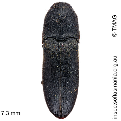 Species image