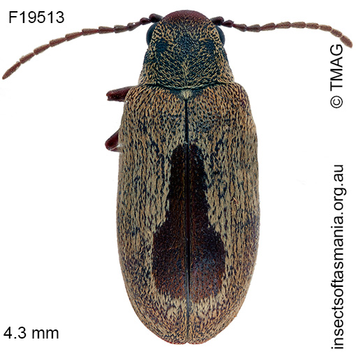 Species image
