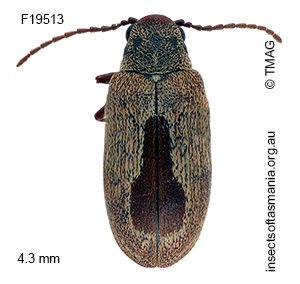 Dryophilodes pyrifer