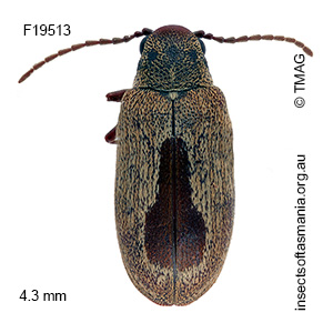 Dryophilodes pyrifer