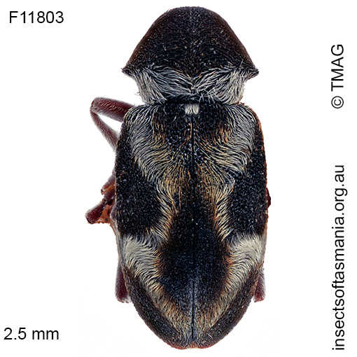 Species image