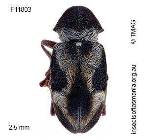 Dryophilodes subcylindricus