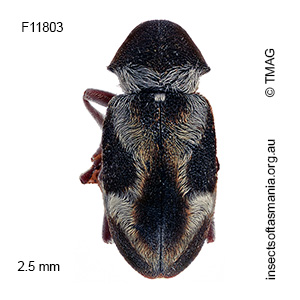 Dryophilodes subcylindricus