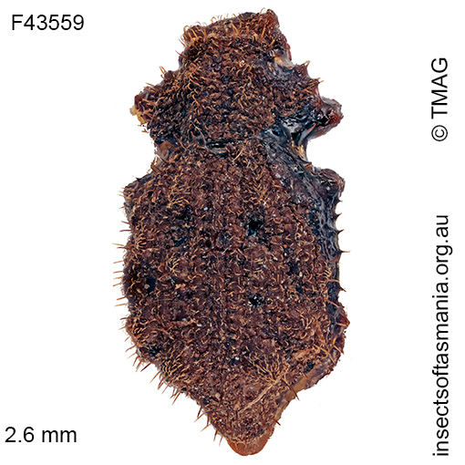 Species image
