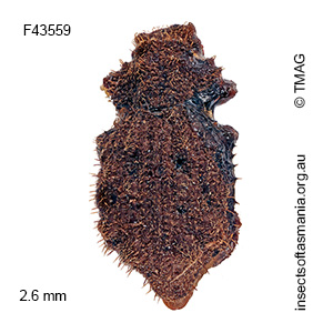 Enhypnon horridum