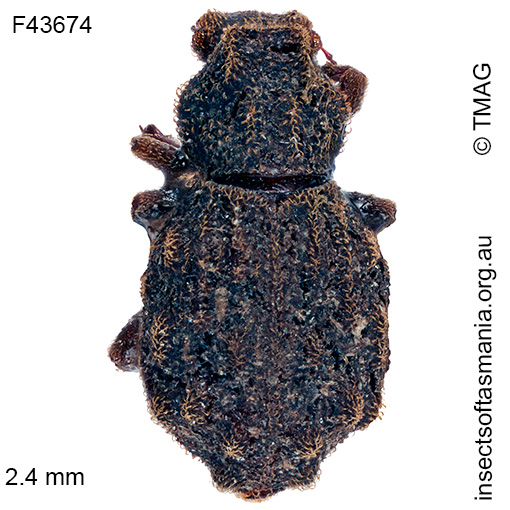 Species image