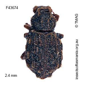 Enhypnon tuberculatum