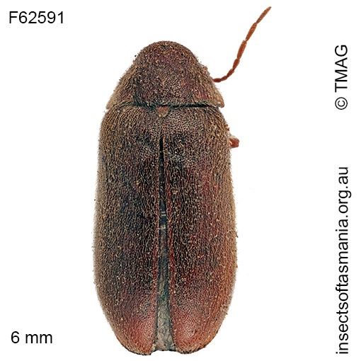 Species image