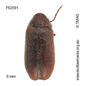 Ernobius mollis